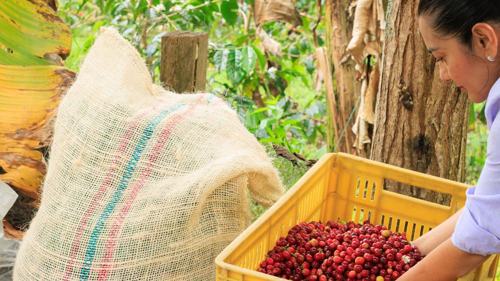 Centro de acopio de una cooperativa rural colombiana con productores registrando su entrega